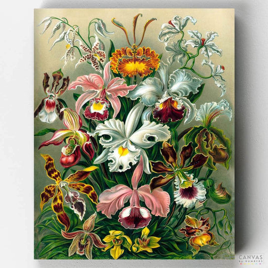 [USA Stock] Orchidae-Paint by Numbers for Adults-Canvas by Numbers