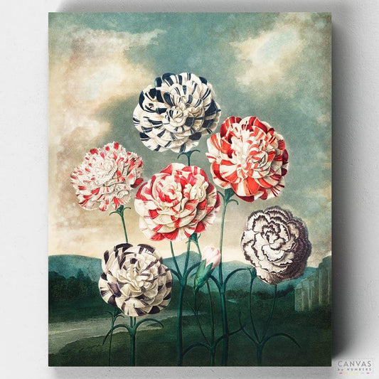 Group of Carnations-Paint by Numbers for Adults-Canvas by Numbers