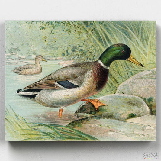 Mallard Duck-Paint by Numbers for Adults-Canvas by Numbers